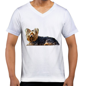 Kaos  Kaos Yorkshire Terrier