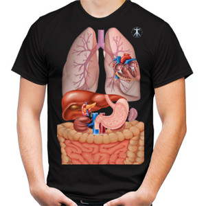 Kaos anatomi