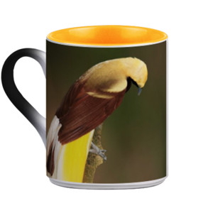 Mug Bunglon Lesser Bird of Paradise