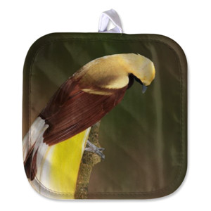 Cempal Lesser Bird of Paradise