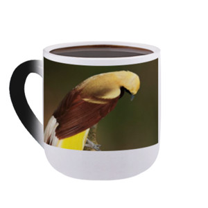 Mug Bunglon Lesser Bird of Paradise