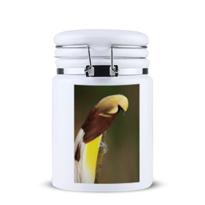 Toples Bumbu Lesser Bird of Paradise