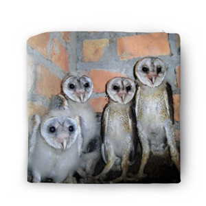 Sarung Bantal Baby Owls