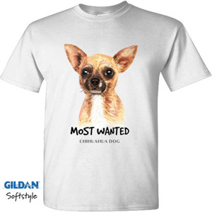 Kaos Chihuahua dog most wanted