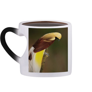 Mug Bunglon Lesser Bird of Paradise