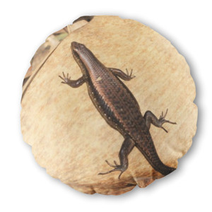 Bantal Bulat Lizard
