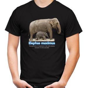 Kaos Elephas Maximus