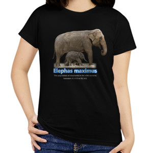 Kaos Elephas Maximus