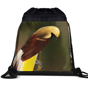 Tas Serut Lesser Bird of Paradise