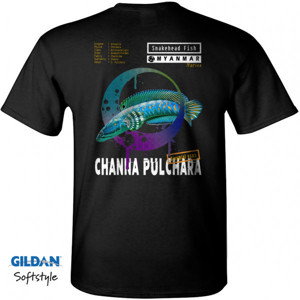 Kaos Channa pulchara, Ikan Gabus