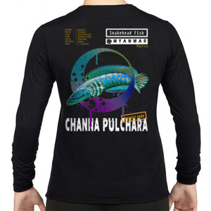 Kaos Channa pulchara, Ikan Gabus 