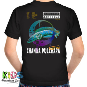 Kaos Channa pulchara, Ikan Gabus 
