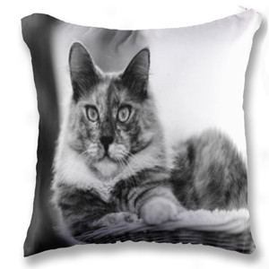 Bantal Cats in baskets