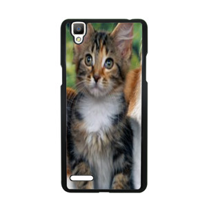 PUSSY CAT#2 Casing HP