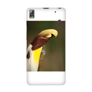 Lesser Bird of Paradise Casing HP