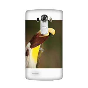 Lesser Bird of Paradise Casing HP