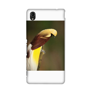 Lesser Bird of Paradise Casing HP