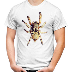 Kaos Spider