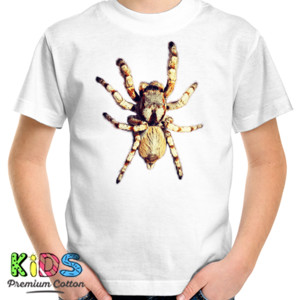 Kaos Spider