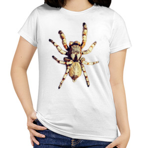 Kaos Spider