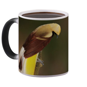 Mug Bunglon Lesser Bird of Paradise
