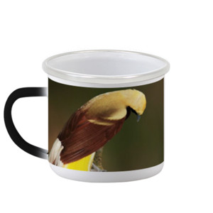 Mug Bunglon Lesser Bird of Paradise