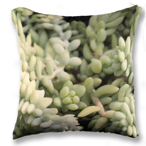 Bantal Bantal sofa Sedum morganium