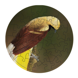 Puzzle Lesser Bird of Paradise