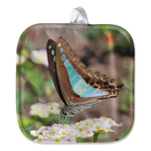 Cempal Blue-Brown Butterfly