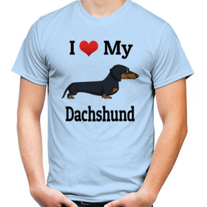 Kaos Dachshund