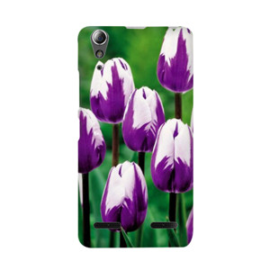 tulip Casing HP