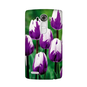 tulip Casing HP
