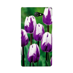 tulip Casing HP