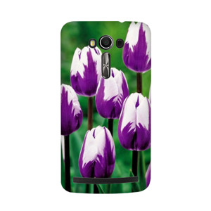 tulip Casing HP