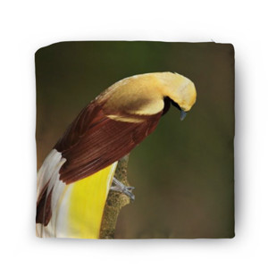 Sarung Bantal Lesser Bird of Paradise