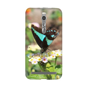 Blue-Brown Butterfly Casing HP