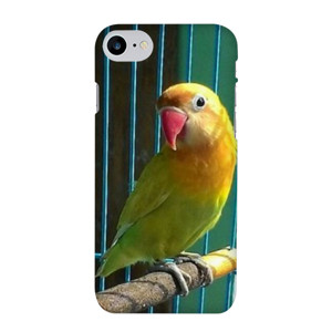 bang bgird Casing HP
